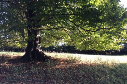 Large tree with lush green leaves in a sunlit park setting, surrounded by grass and scattered fallen leaves