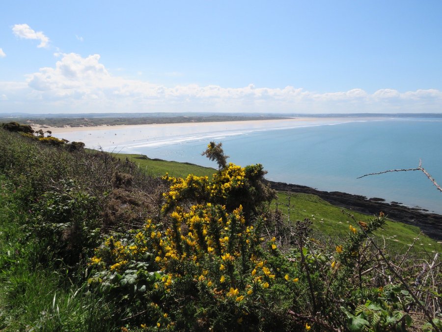 Coastal view with yellow gorse and expansive blue sea under a bright sky in Devon, England